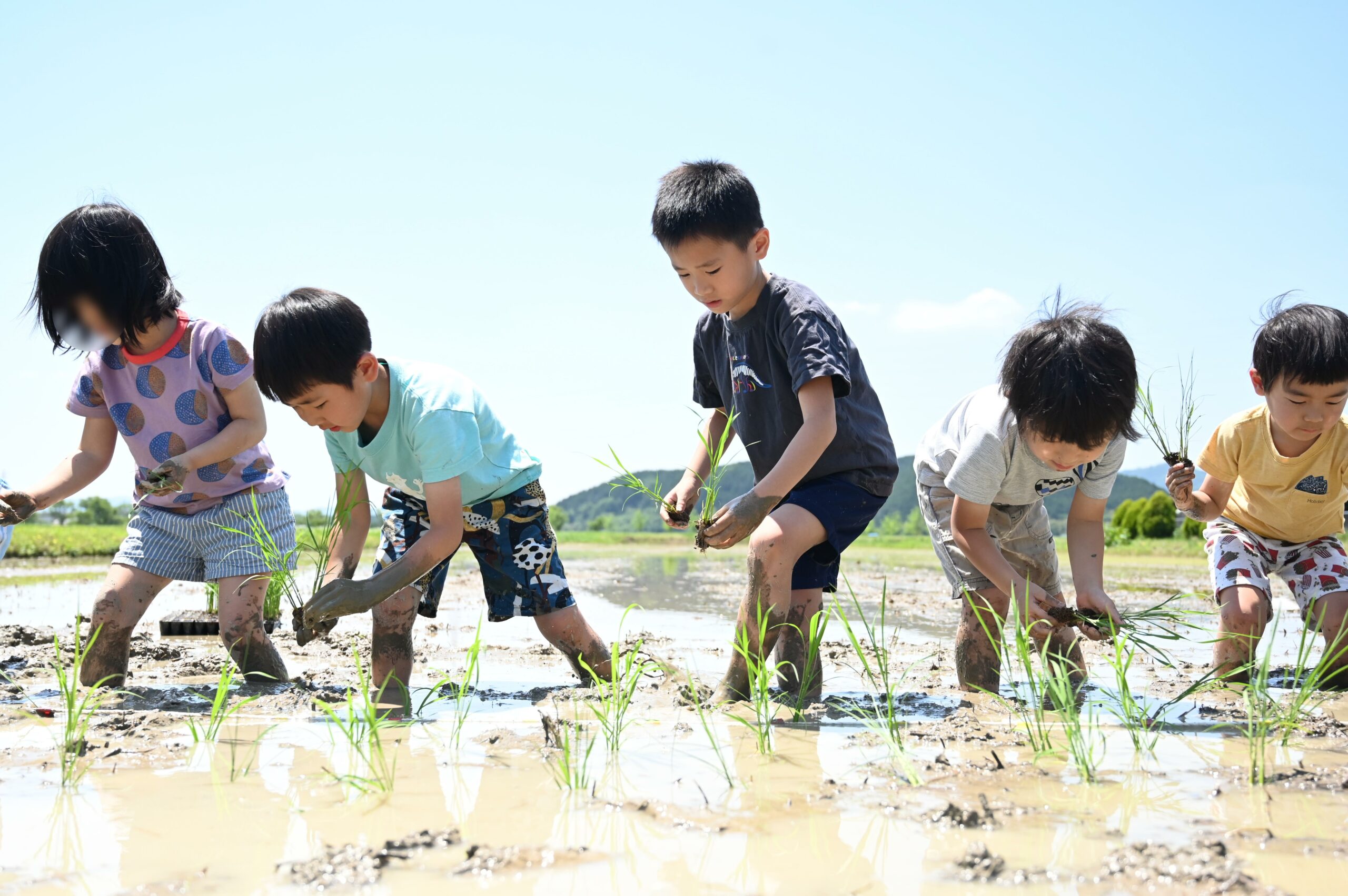 rice planting