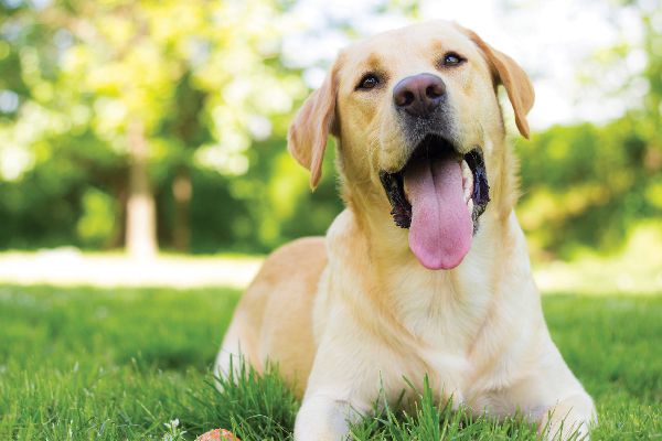 image of a yellow labrador